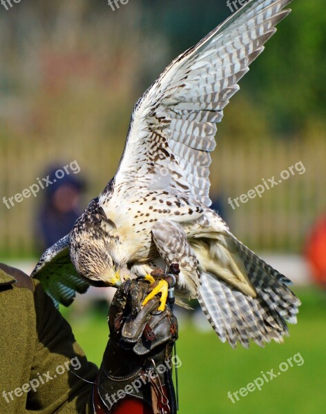 Falcon Raptor Bird Of Prey Falkner Raptors