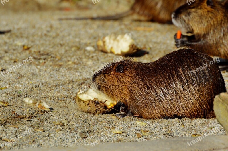 Nutria Rodent Water Rat Species Of Rodent Waters