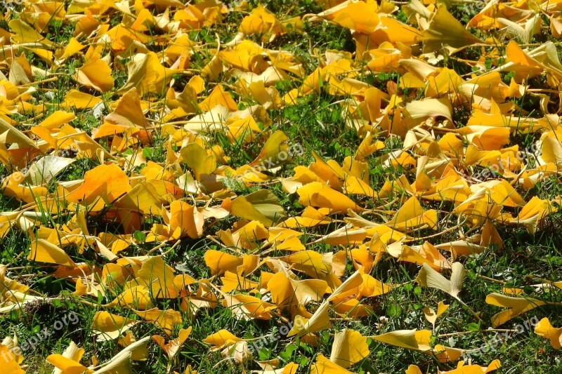 Fallen Leaves Autumn Leaves Autumn Golden Autumn Yellow Leaves