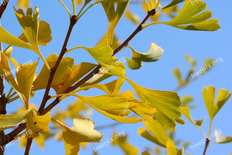 Ginkgo Biloba Ginkgo Yellow Leaves Leaves On A Branch Autumn Leaves