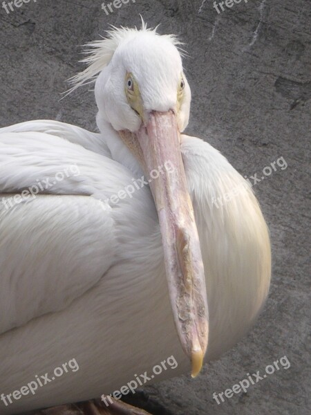 Pelican White Ave Bird Pajarraco