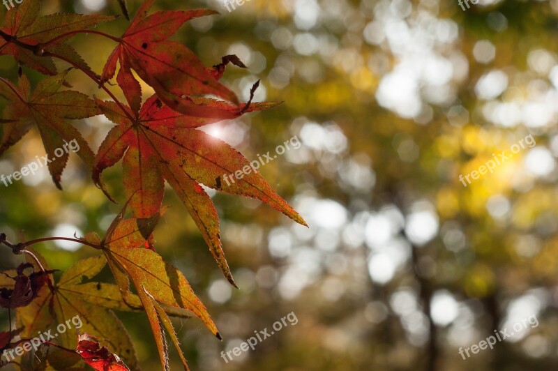 Autumn Leaves In Autumn The Leaves Fall Autumn