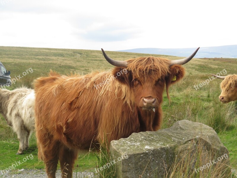 Highland Cow Domestic Animal Farm Free Photos