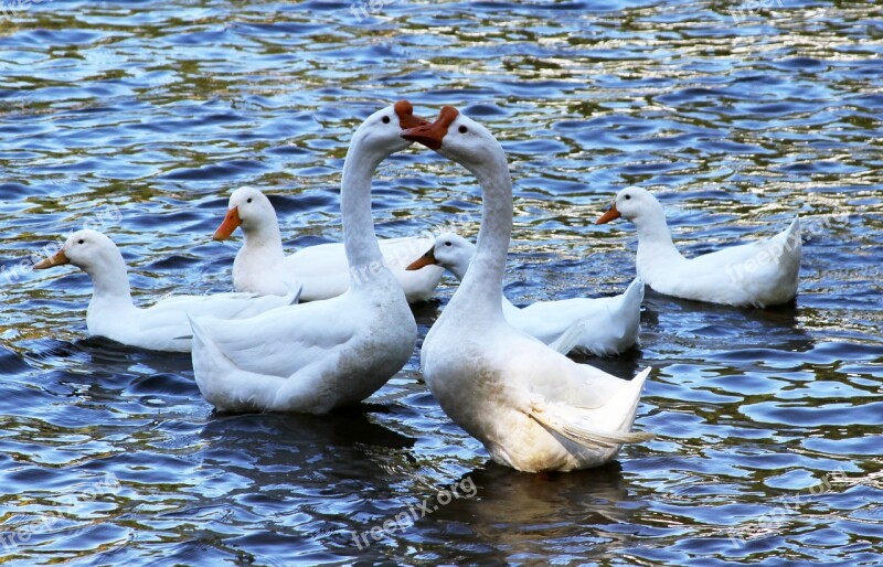 Ducks Swans Geese Water Nature