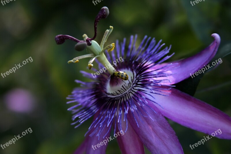 Passion Vine Flower Purple Passion Nature