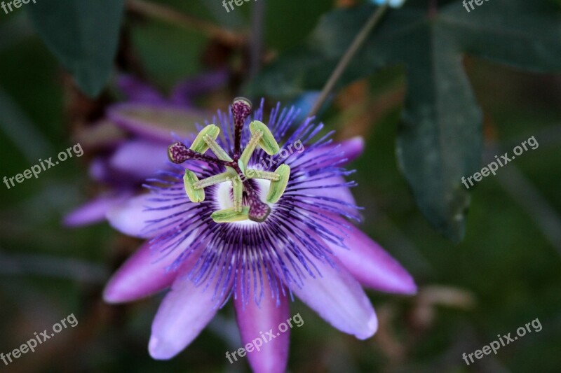 Passion Vine Flower Purple Passion Nature