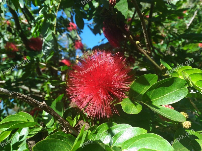 Red Flower Flower Red Flowers Red Flowers