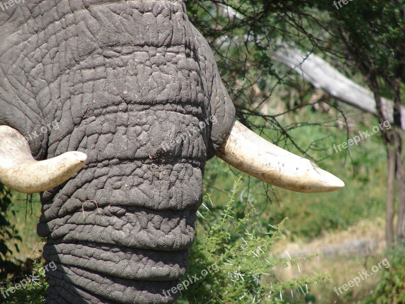 Elephant Tusks Wild African Mammal