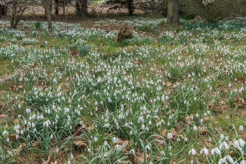 Snowdrops Spring White Green Nature