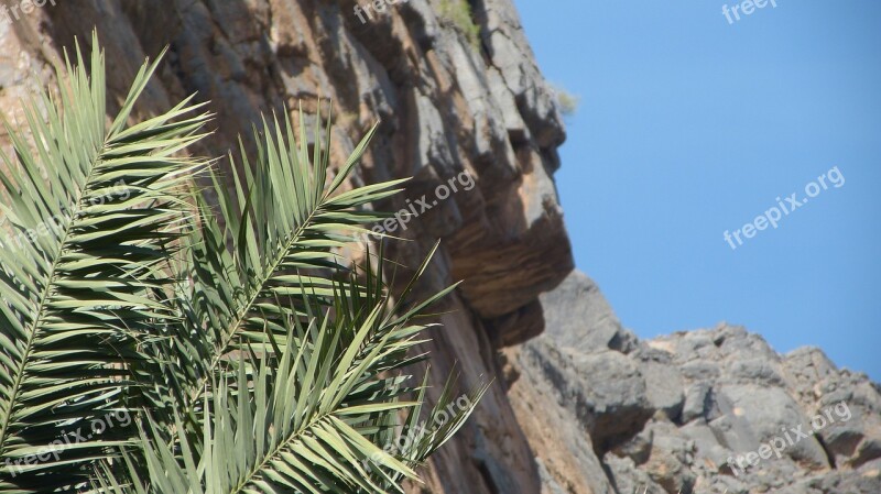 Palm Mountain Slope Oman Free Photos