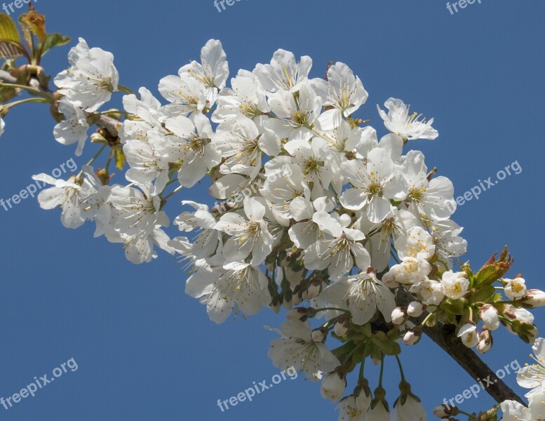 Spring Flowers Cherry Wood Free Photos