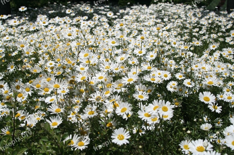 Jeju Island Arboretum Flowers Garden Free Photos