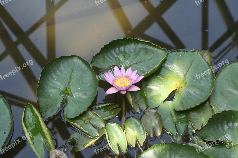 Jeju Island Lotus Arboretum Free Photos