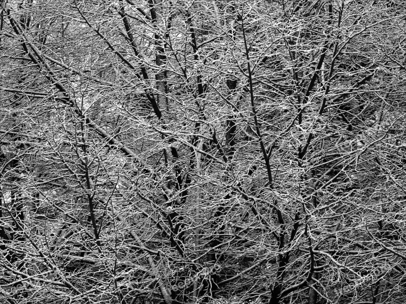 Tree Ice Cold Frost Snow