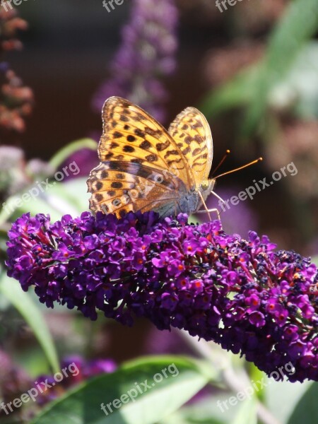 Vanessa Cardui Buddleja Davidii Butterfly Nature Garden