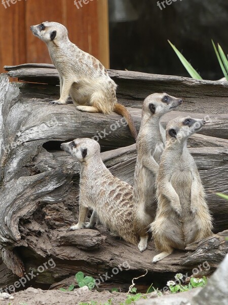 Animals Meerkat Nature Mammal Wild Animal