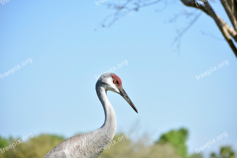 Birds Crane Sandhill Crane Nature Animal