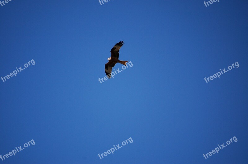 Red Kite Kite Bird Of Prey Bird Sky