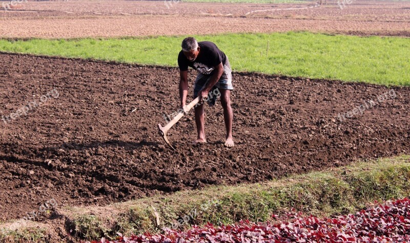 Agricultural Workers Are Working In The Field