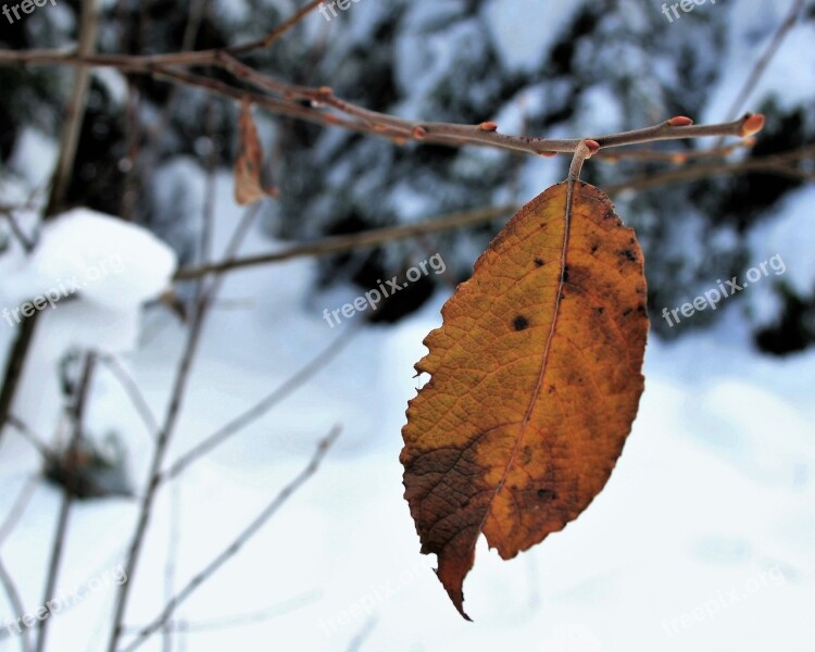 Snow Nature Last Yellow Leaf The Alps