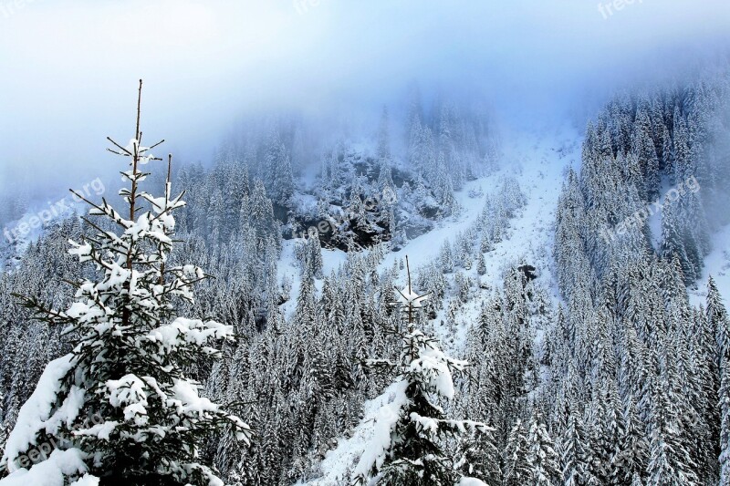 Mountains Spruce Snow-covered Trees Forest View