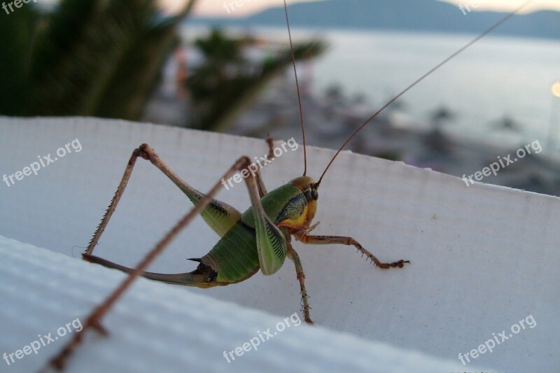 Cricket Nature Green Closeup Sea