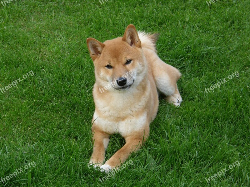 Shiba Meadow Ernst Sad Garden