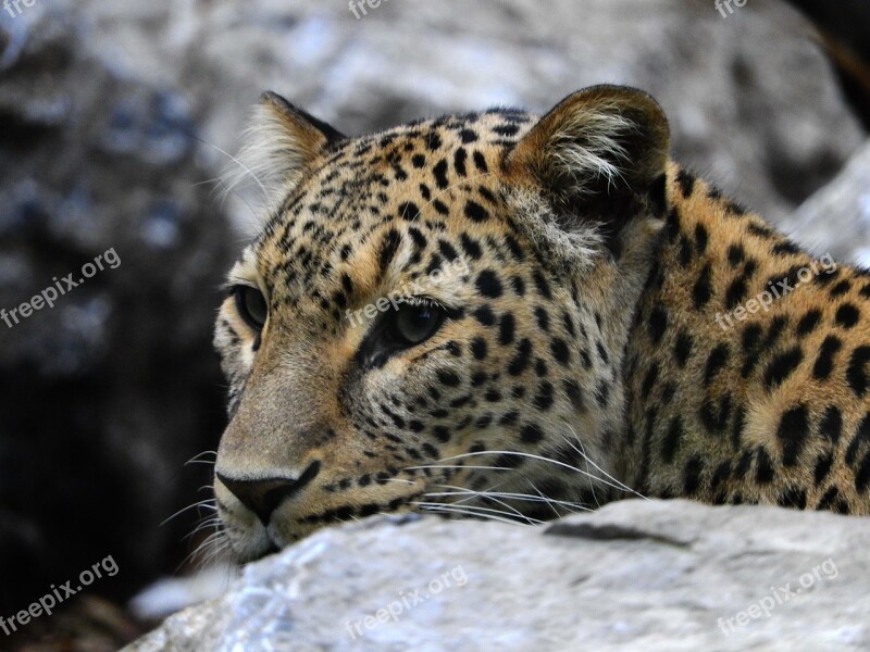 Leopard Stone Zoo Mammal Big Cat