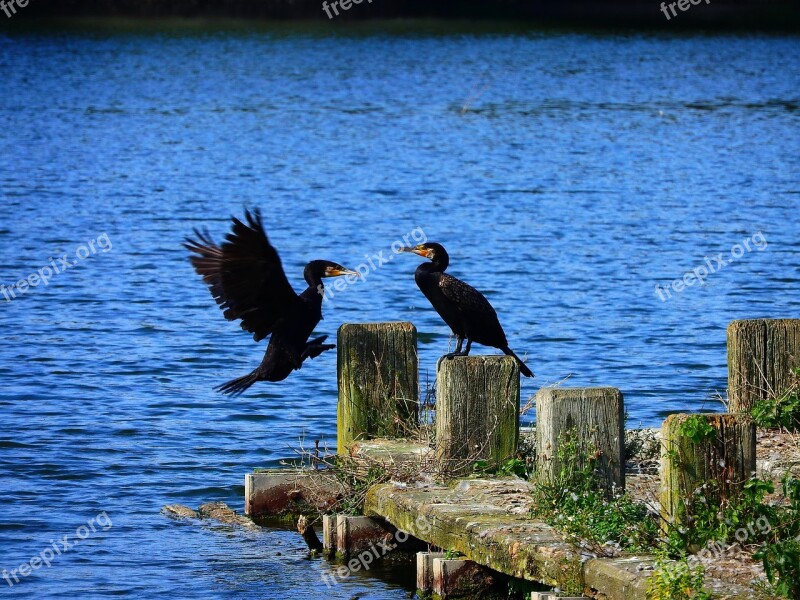 Cormorant Ansitz Approach ümminger Lake Bochum