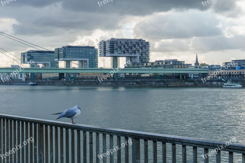 Cologne Rhine Crane Homes City Clouds