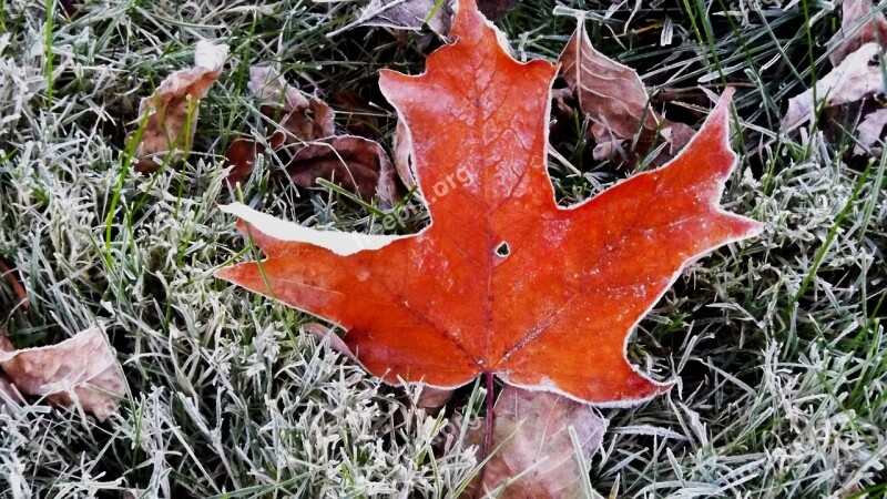 Nature Maple Leaf Frosted Grass Free Photos