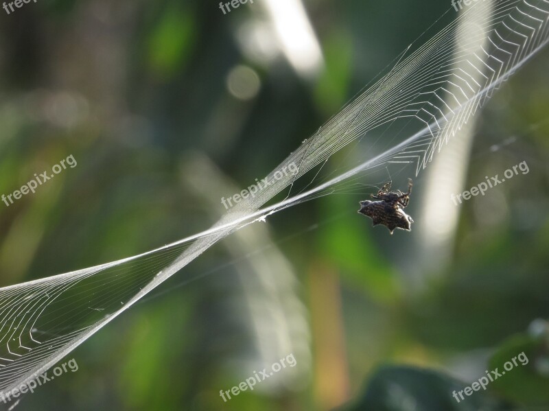 Insect Spider Weaving Macro Armenia