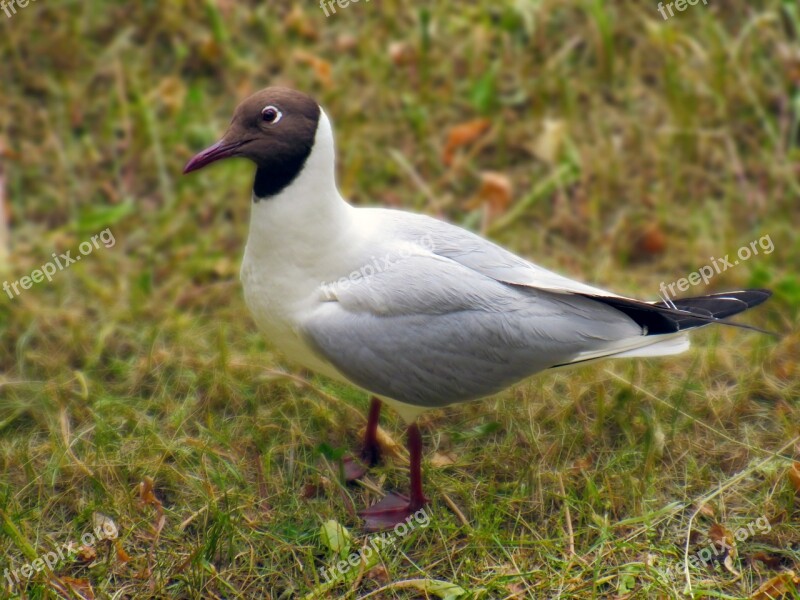 Seagull Grass Walks Bird White