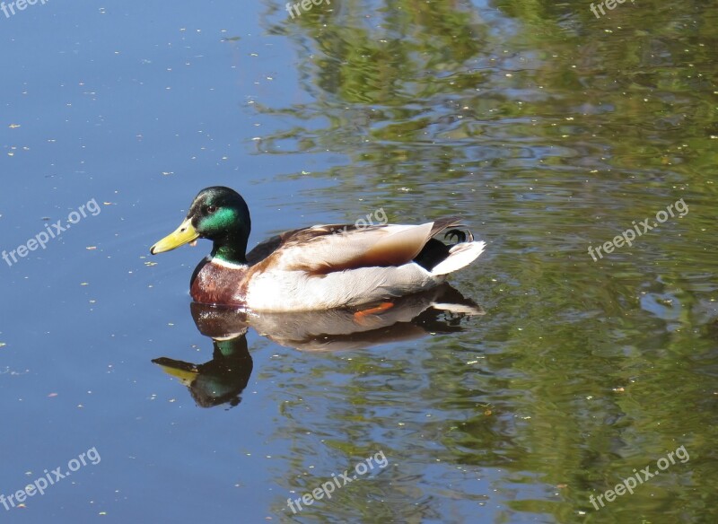 Drake Floats Duck Beak Waterfowl