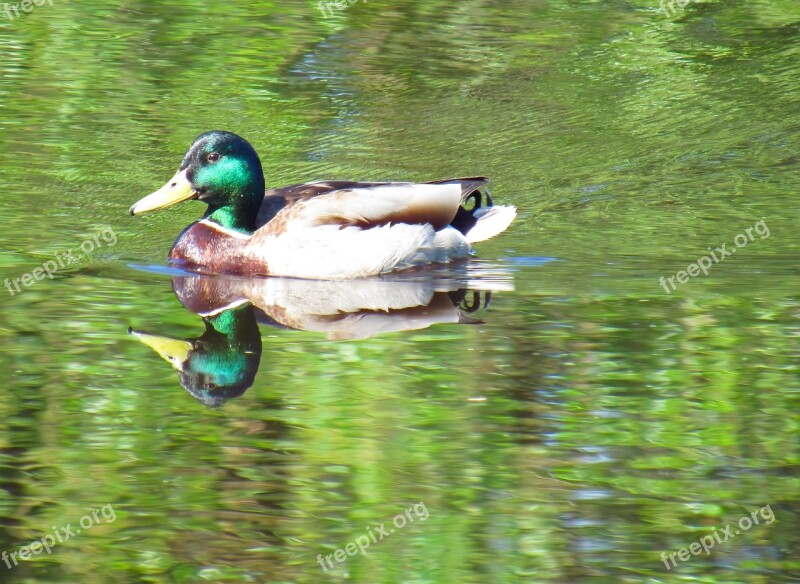 Drake Floats Duck Beak Waterfowl