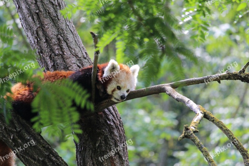 Red Panda Panda Animal Wood He Is Climbing Up A Tree