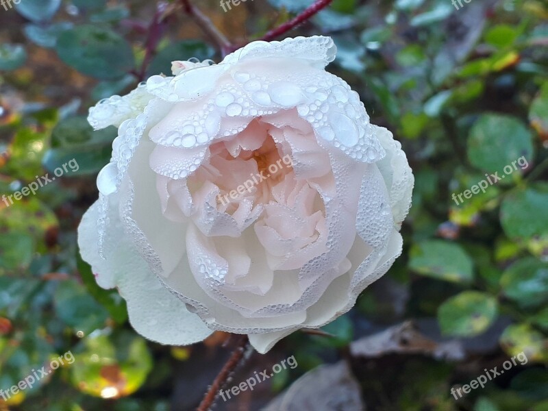 Bush Rose White Drip Close Up Free Photos