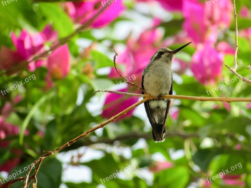 Bird Hummingbirds Nature Birds Environment