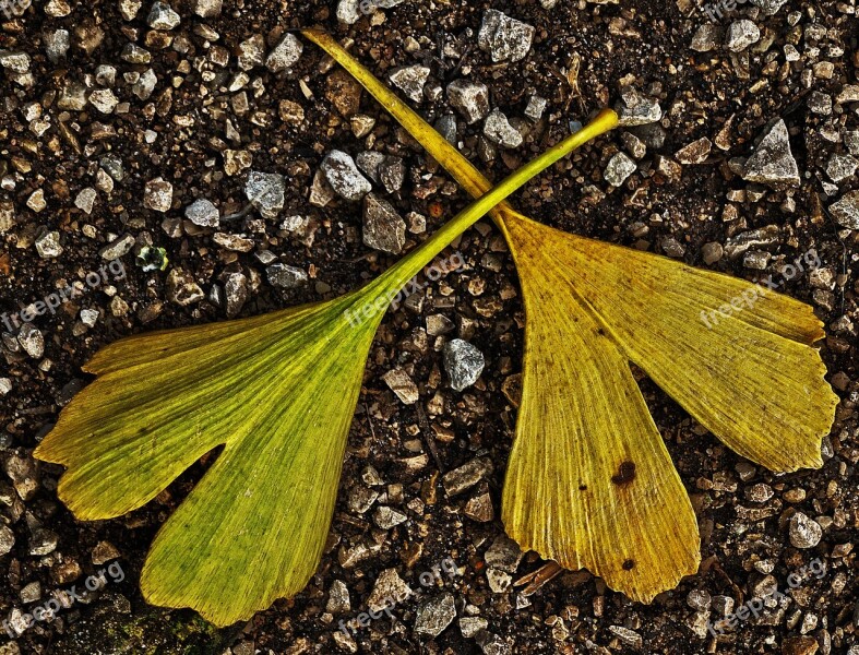 Leaf Gingko Leaf Gravel Road Fall Color Gingko