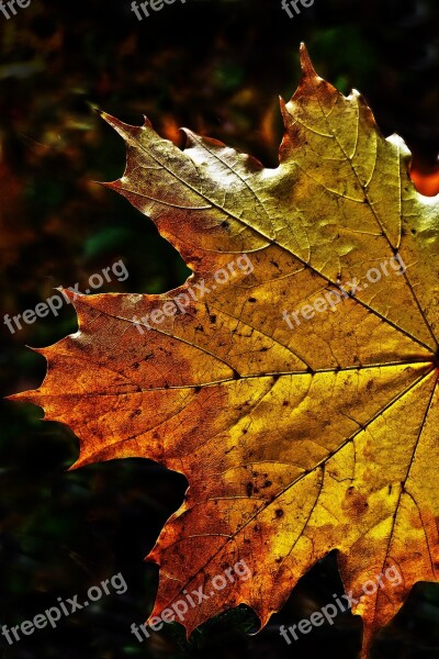 Leaf Autumn Leaf Fall Color Maple Maple Leaf