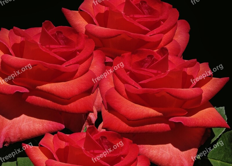 Roses Noble Roses Baccara Rose Hybrid Of Tea Red Roses