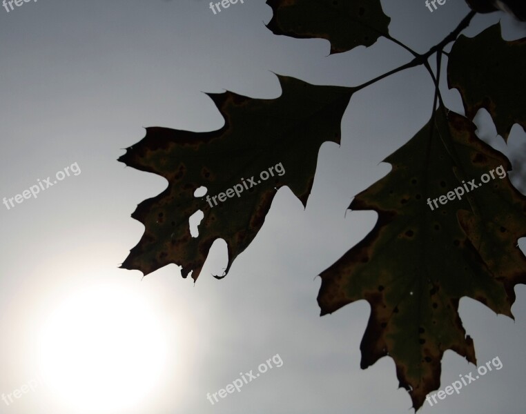 Leaf Leaves Autumn Plant Dried Leaves