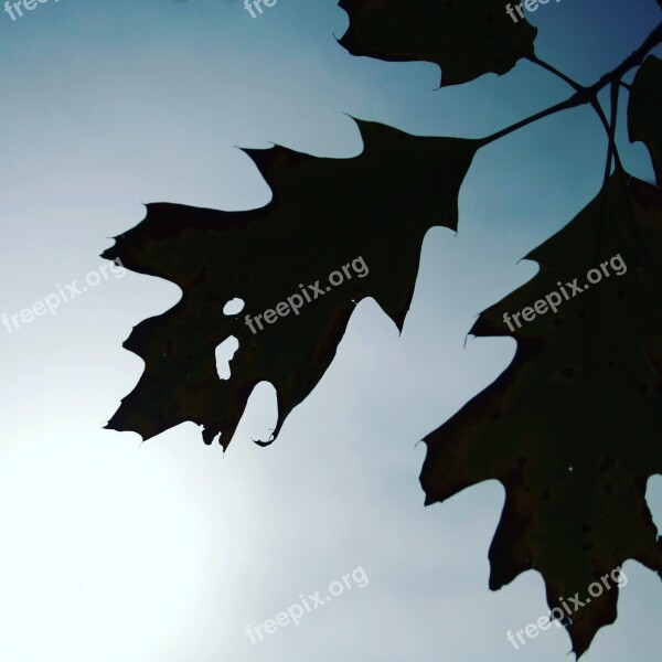 Leaf Leaves Autumn Dried Leaves Nature