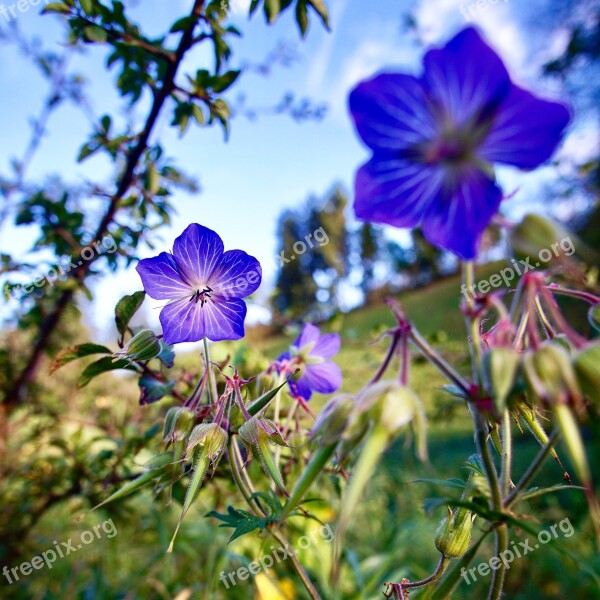 Blossom Bloom Nature Purple Plant