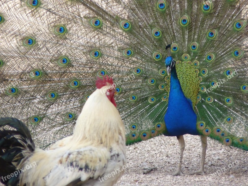 Peacock Gallo Colors Nature Italy