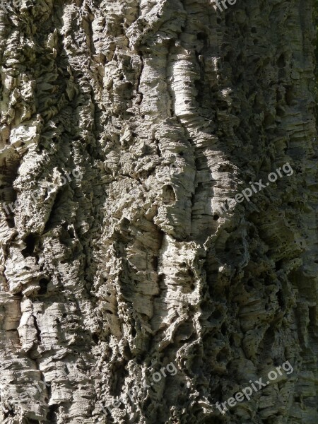 Trunk Wood Texture Tree Trunk Bark