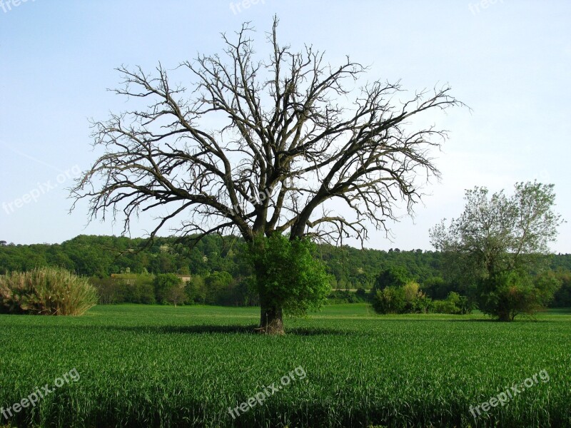 Tree Campaign Plant Landscape Green