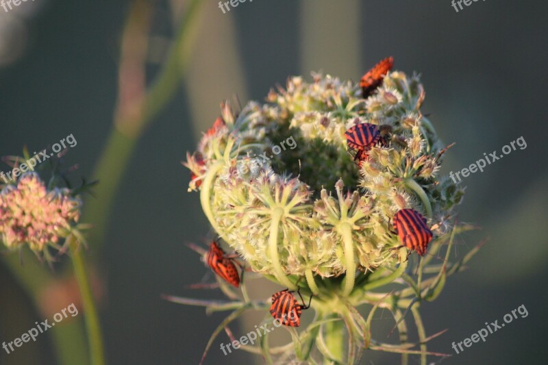 Wild Plant Nature Wild Flowers Wild Flower Plants