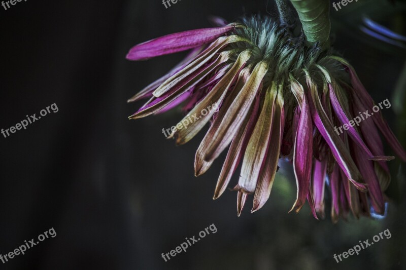 Clematis Blossom Bloom Fade Violet