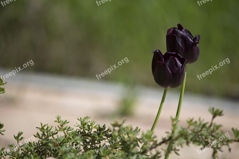 Tulips Black Dark Spring Schnittblume